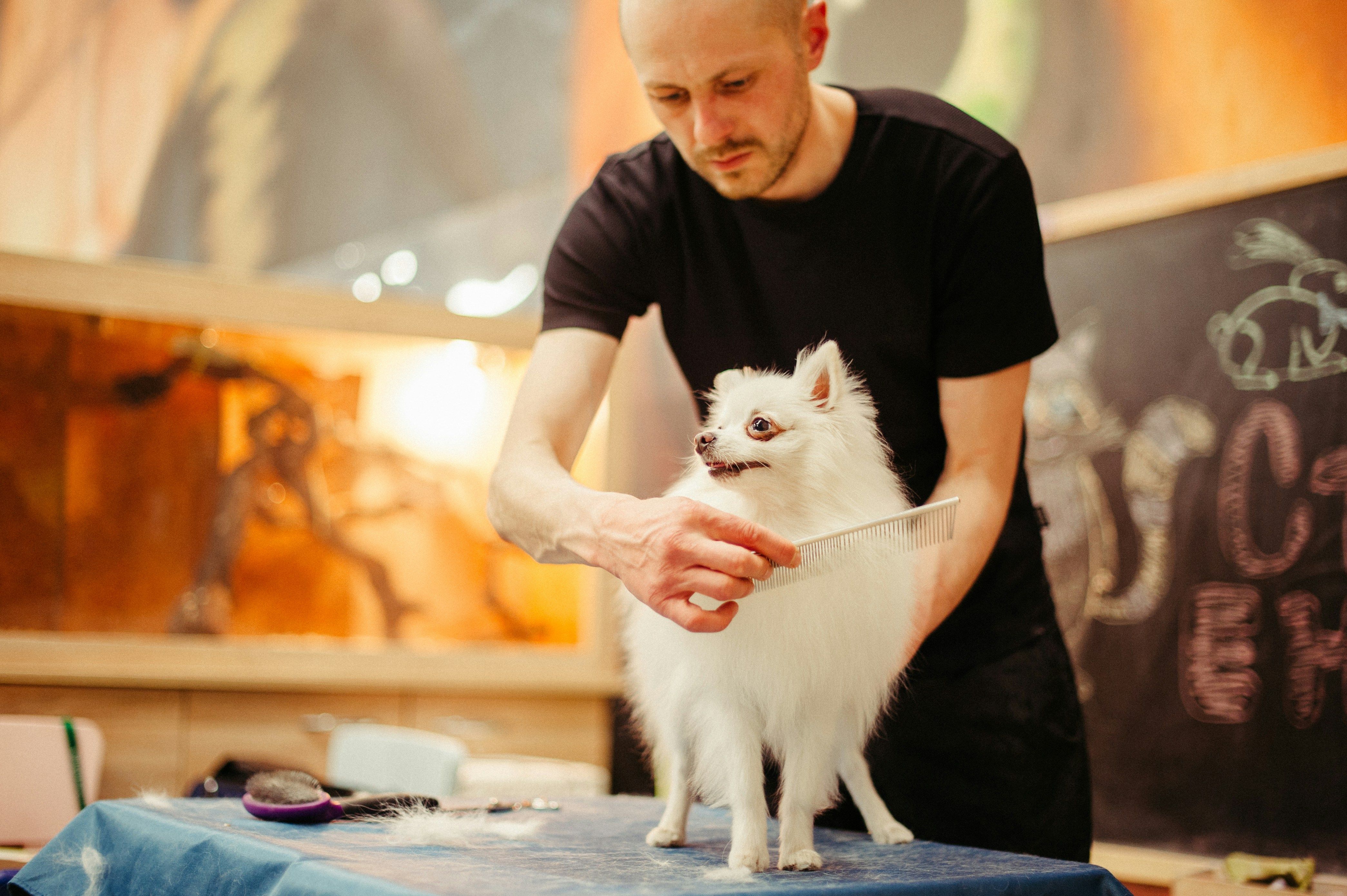 pet shop inc staff member bathing a pet